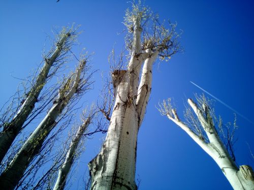 trees tala pruning