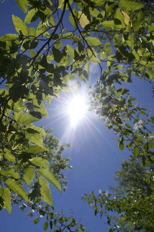 trees sun leaves