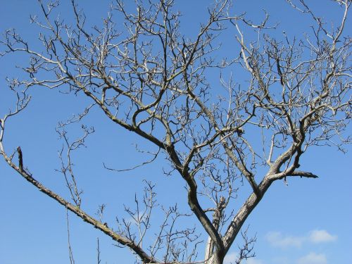 trees walnut winter