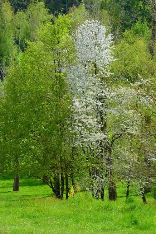 trees spring majestic tree