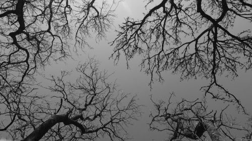 trees branches sky