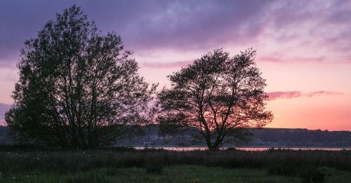 trees sunset lake