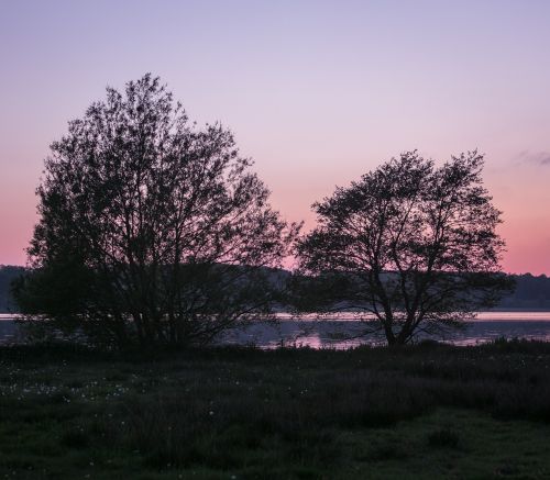 trees sunset lake