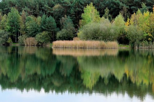 trees lake reed