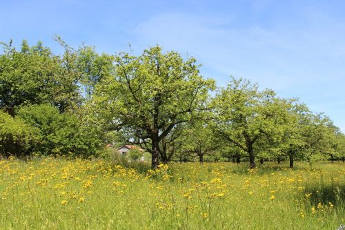 trees meadow grass