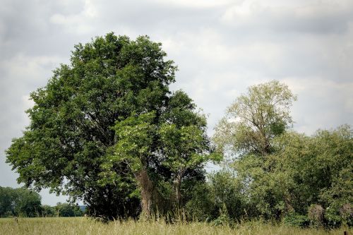 trees clouds landscape sky