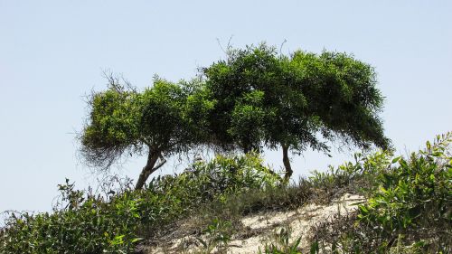 trees dunes nature