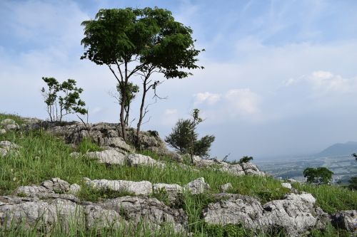 trees rock mountain climbing