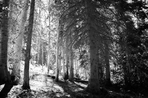 trees hiking forest