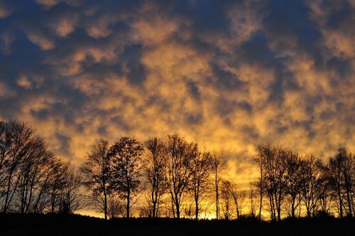 trees sky clouds