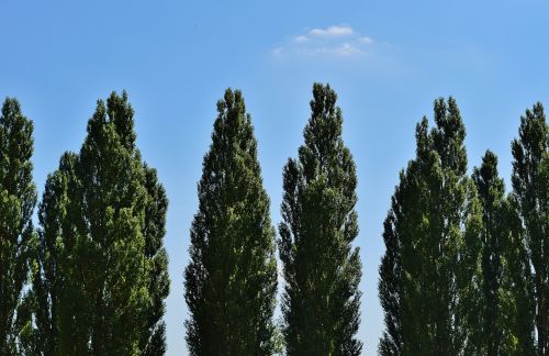 trees sky clouds