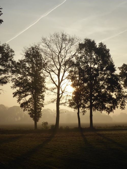 trees sunrise landscape