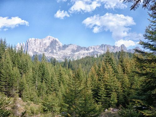 dolomites trees mountain