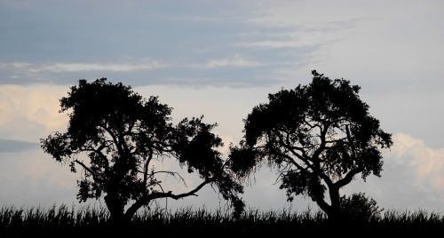 trees silhouettes silhouette