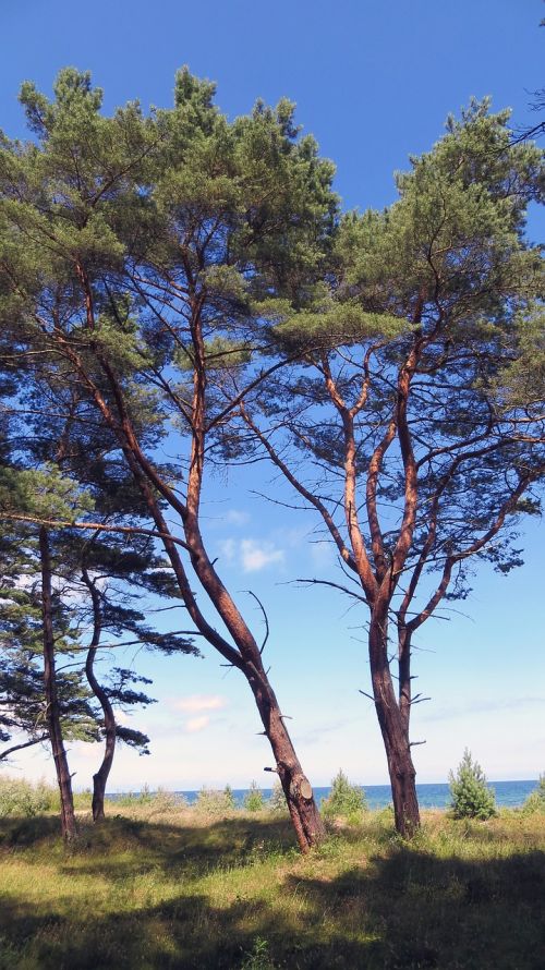 trees baltic sea beach