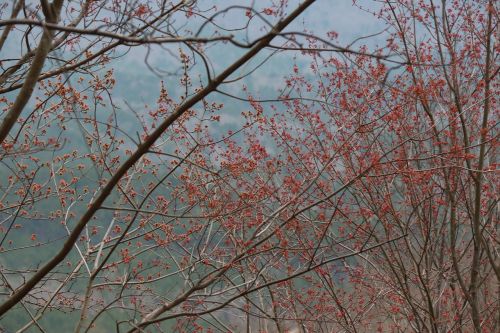 trees pink nature