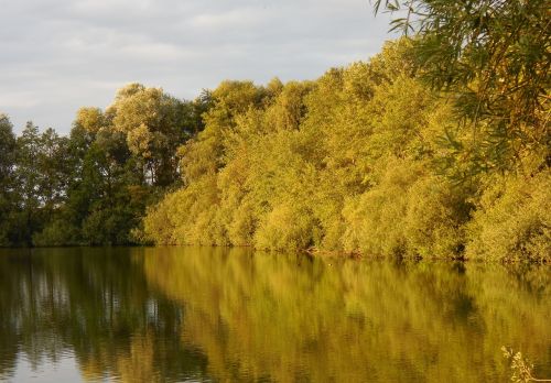 trees lake water