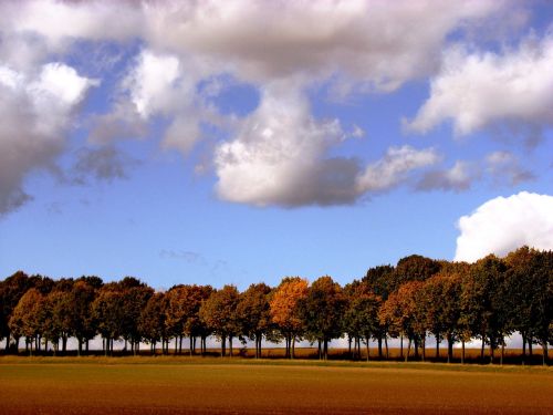 trees series autumn