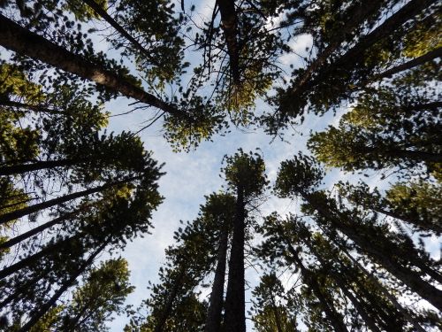 trees nature sky