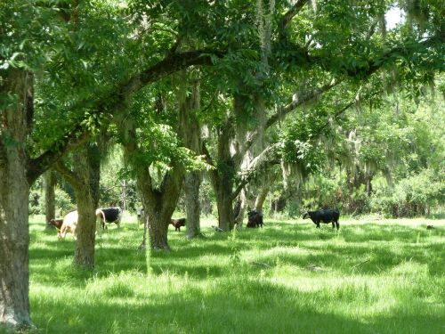 trees green grass