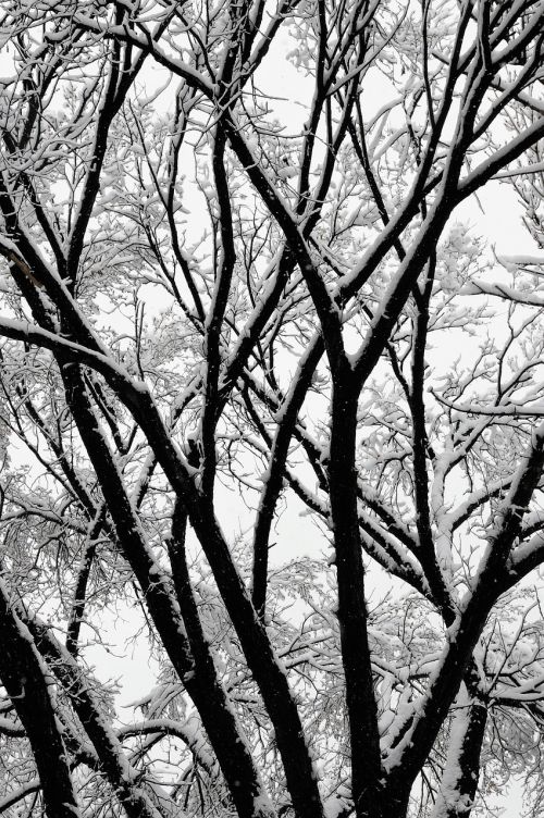 trees winter winter trees