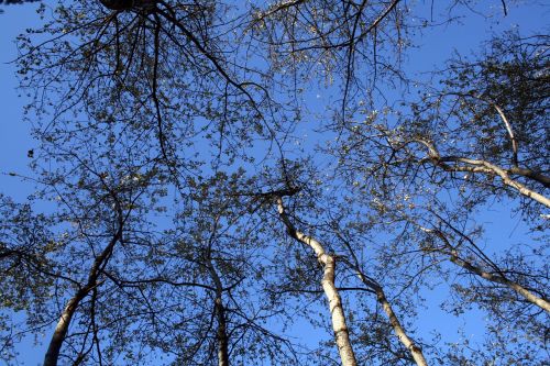 trees sky trunk