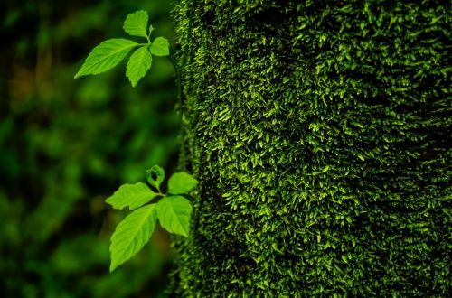 trees green life