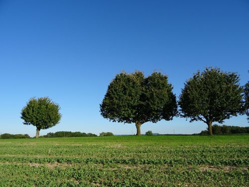 trees field agriculture