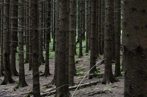 trees forest nature