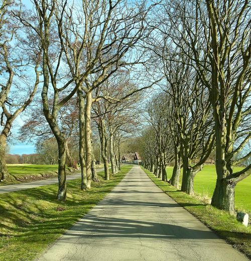 trees landscape road