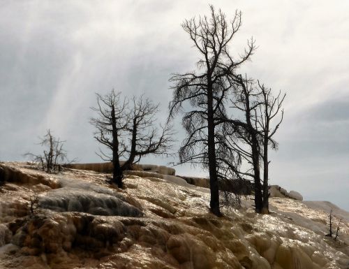trees death sulfur