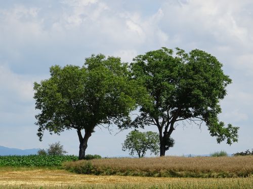 trees cornfield field