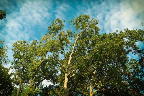 trees birch nature