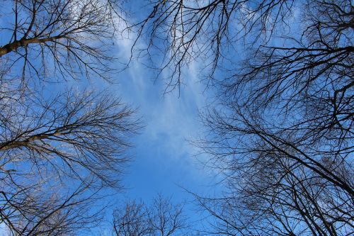 trees forest landscape