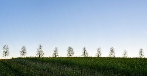 trees nature outdoor