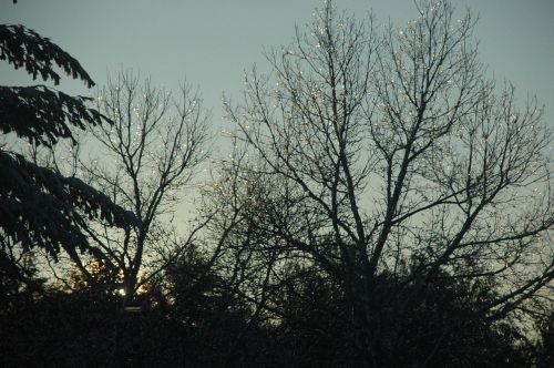 trees silhouette forest