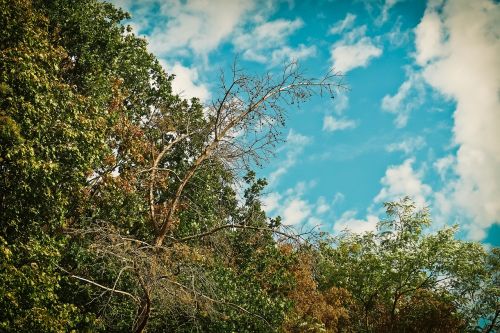 trees forest nature