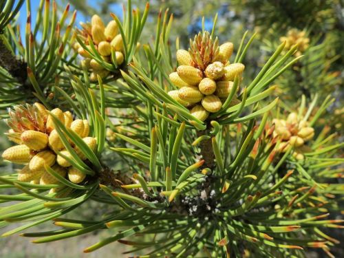 trees pine needles