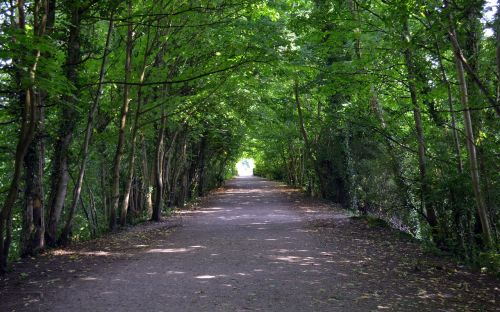 trees tunnel path