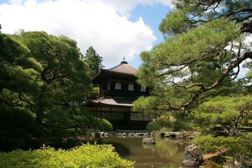 trees nature japan