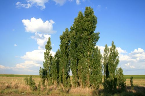 trees green lombardi poplar