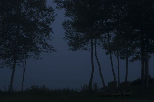trees night silhouette