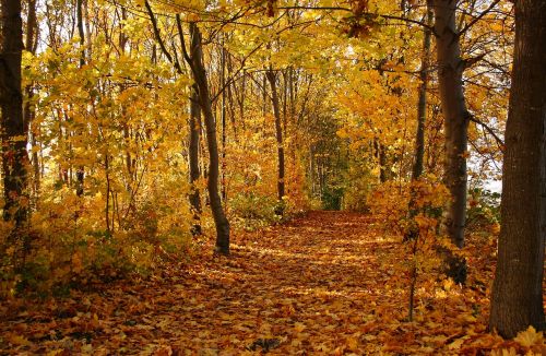 trees forest leaves