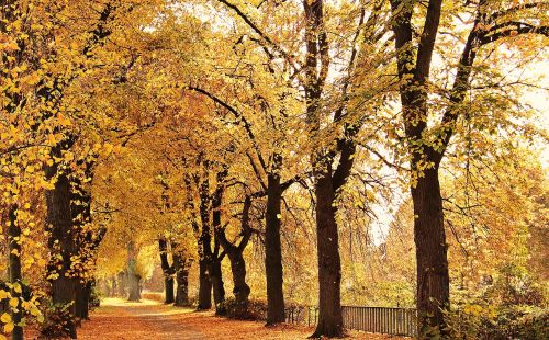 trees avenue autumn