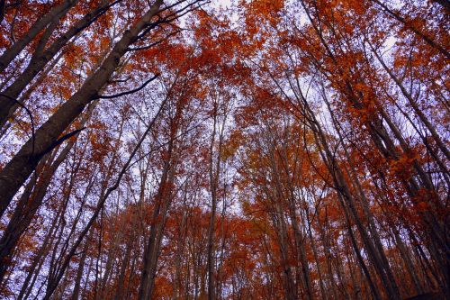 trees forest autumn