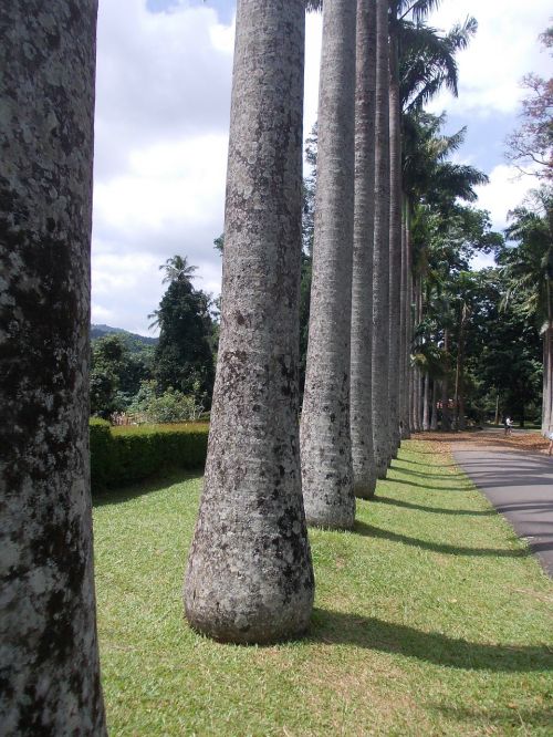 trees garden peradeniya