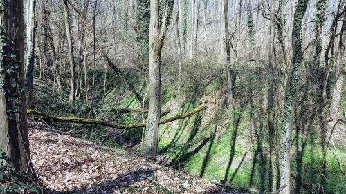 trees forest nature