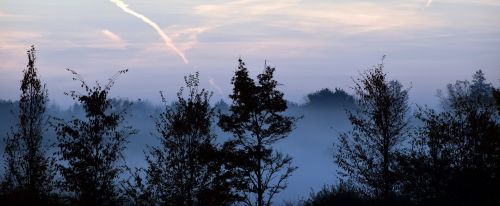 trees fog forest