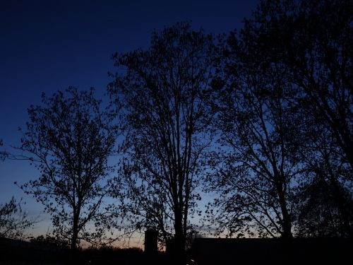 trees twilight silhouette