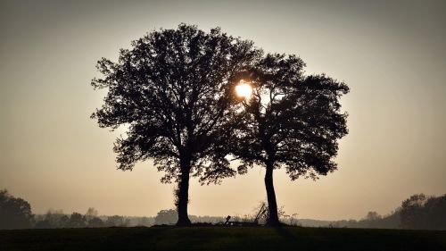 trees sunset silhouette